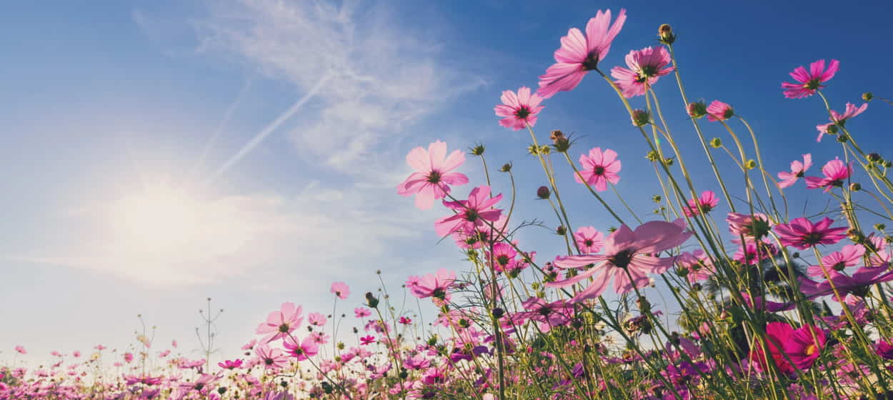 Floresencial - Esencias Florales