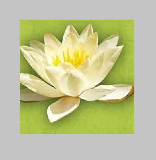 Floresencial - Esencias Florales